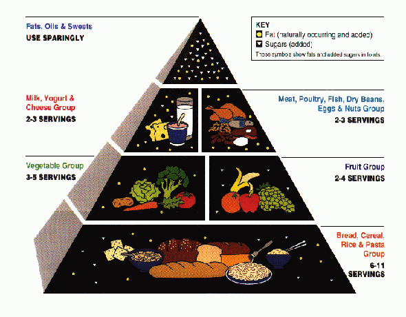 Ocean Food Chain Worksheet. free printable food chain