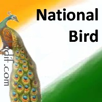 National Bird of India