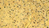 Desi Papad