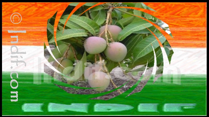 National Fruit of India - Mango