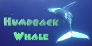 Humpback Whale