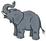 elephant