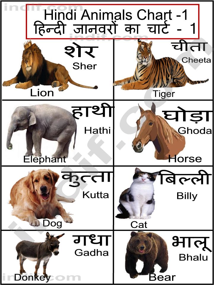 Hindi Animals Chart