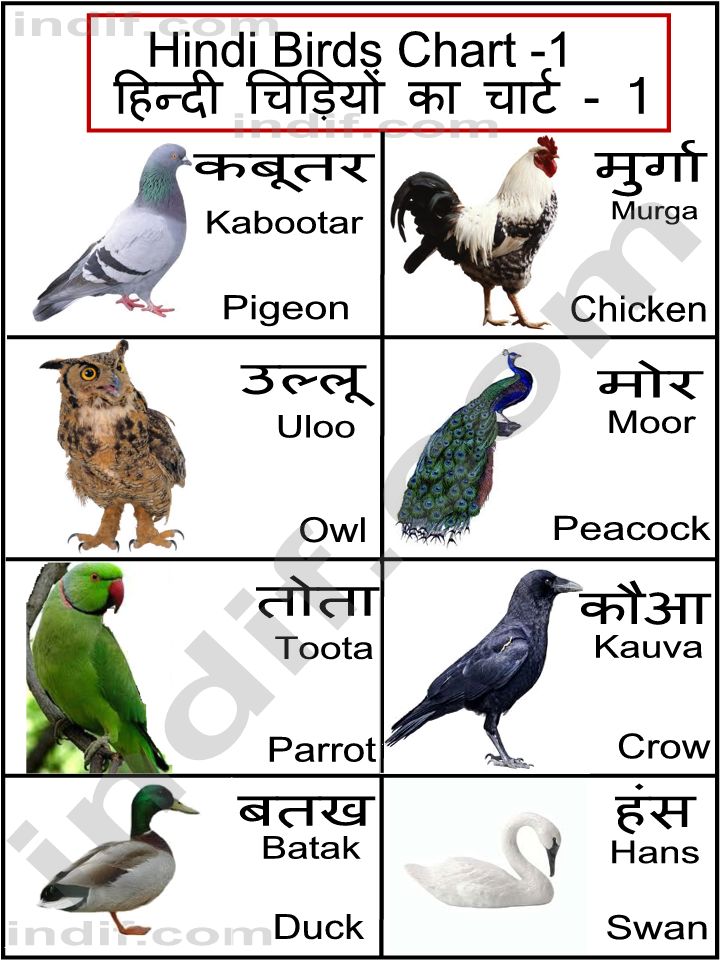 Hindi Birds Name Chart