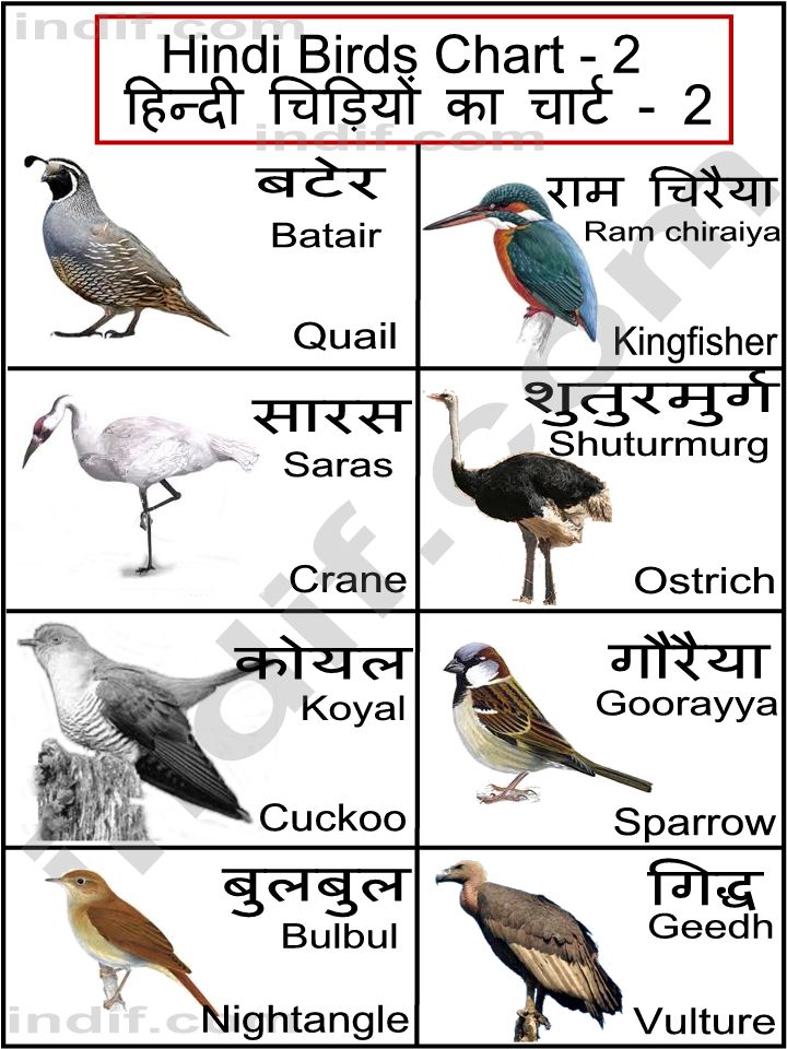 Bird Feather Chart