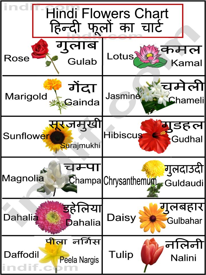 Flower Chart In Hindi