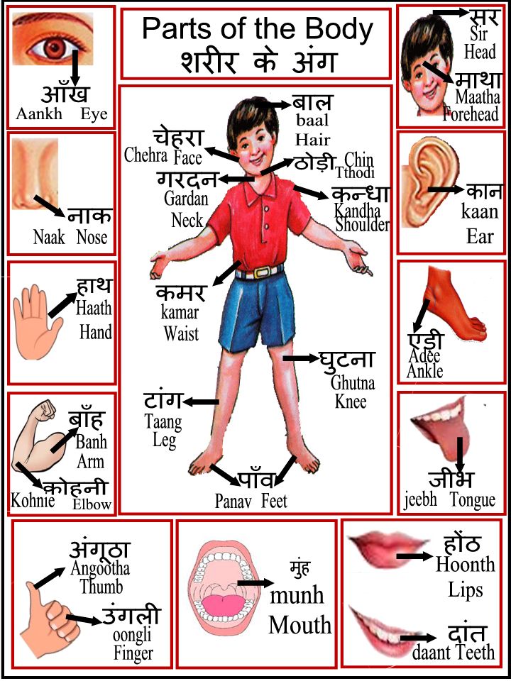 chart of internal body parts