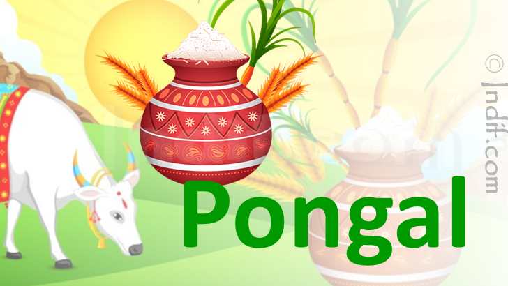 pongal