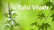 Tulsi Vivah