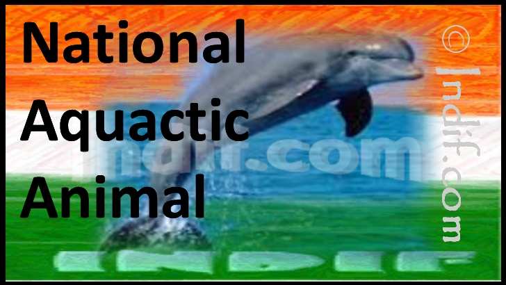 River Dolphin - National Aquatic Animal of India River Dolphin - National Aquatic Animal of India