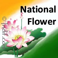 National Flower of India