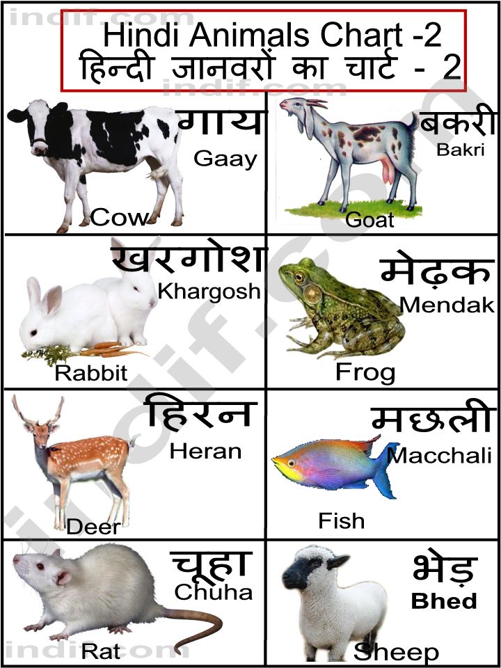 Hindi Animals Chart, हिन्दी जानवरों का चार्ट, Basic Animals from India